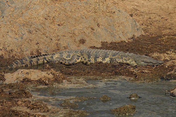 Coccodrillo del Nilo (Crocodylus niloticus )? S